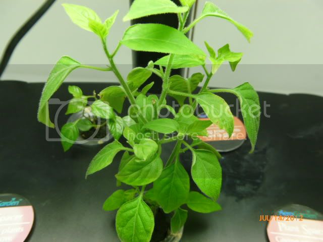 CGN-22208GalapagoenseinAeroGarden-VladanSmiciklas-RainbowChiliSeedsP1000382.jpg