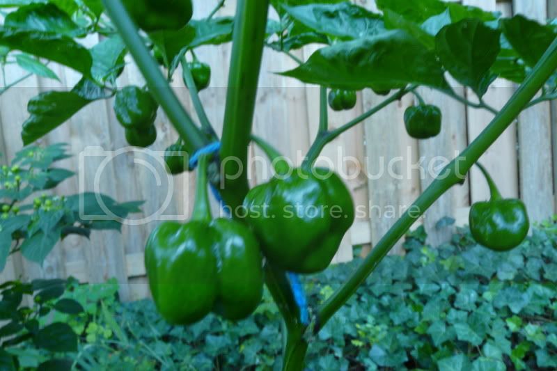 MiliHabanero-VladanSmiciklas-rainbowchiliseedsP1040811.jpg