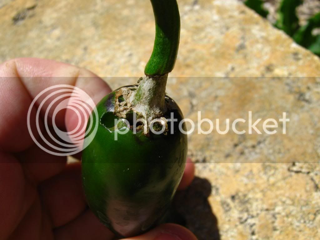 chilliprogress012.jpg