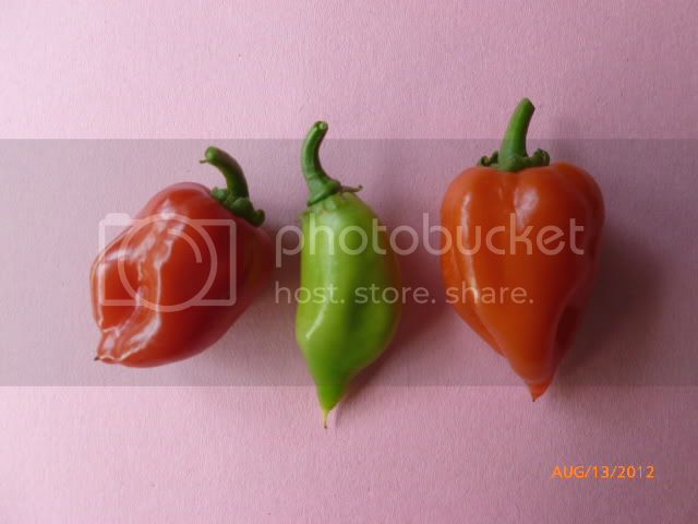 RedMayanhabanero-VladanSmiciklas-RainbowChiliSeedsP1000871.jpg