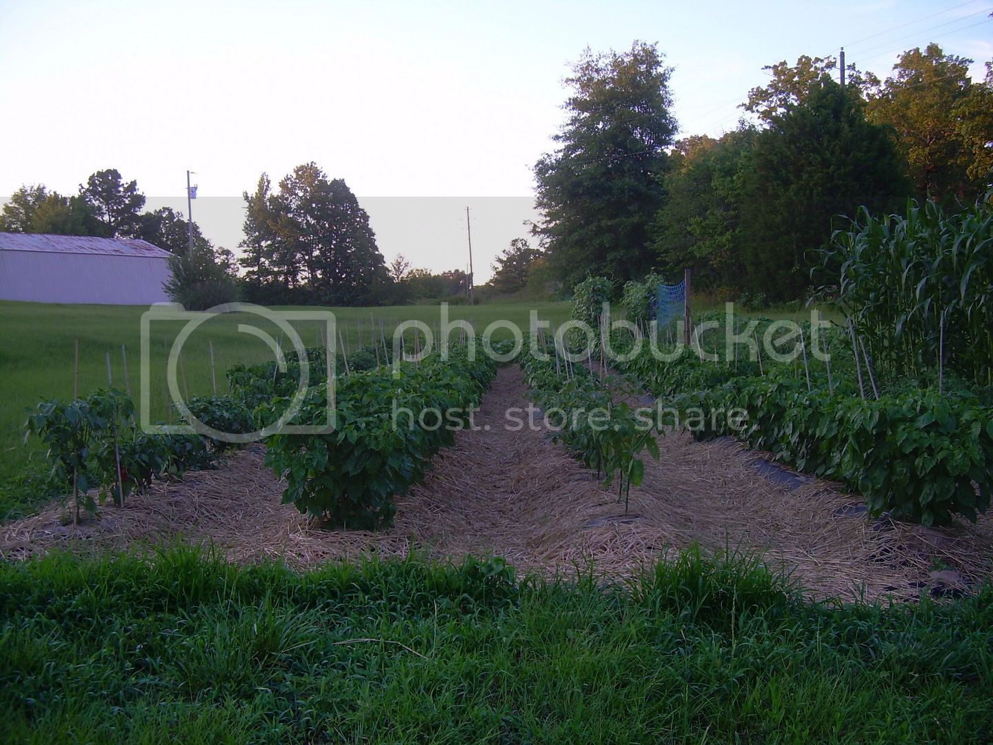 Chilies6-13-12.jpg