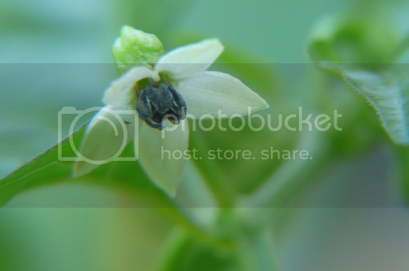 Peruvianwhitehabanero-VladanSmiciklas-RainbowChiliSeedsP1050721.jpg