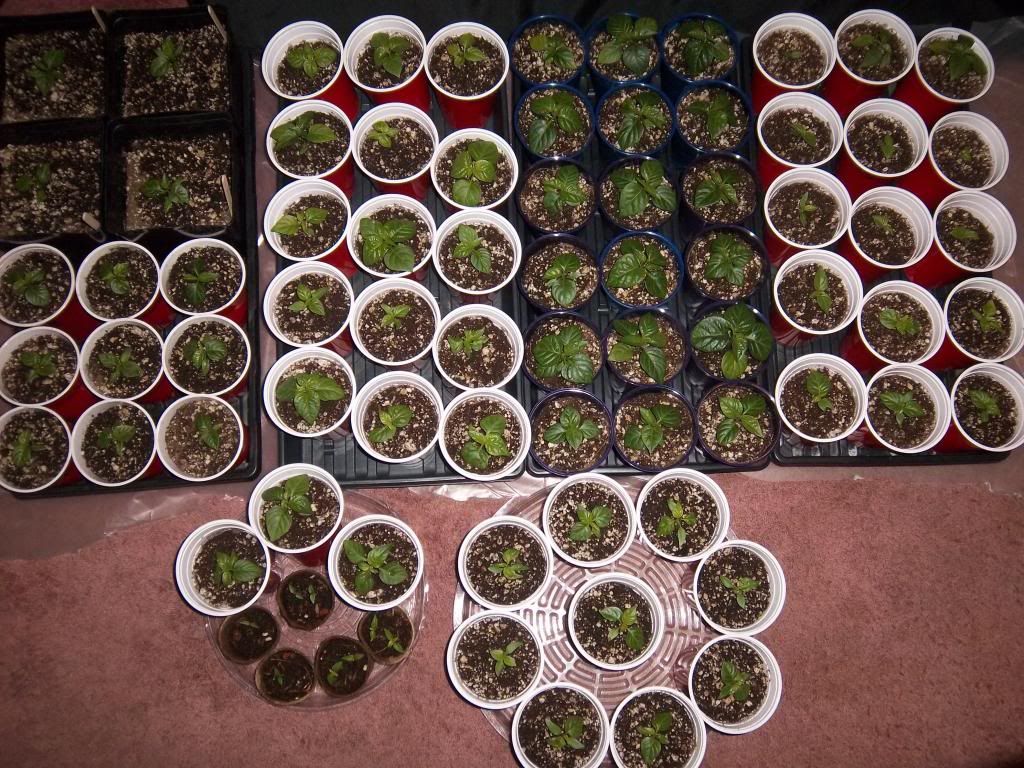 Pepperseedlings1-4-13031_zps1660ffec.jpg