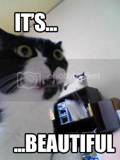 cat_its_beautiful.jpg