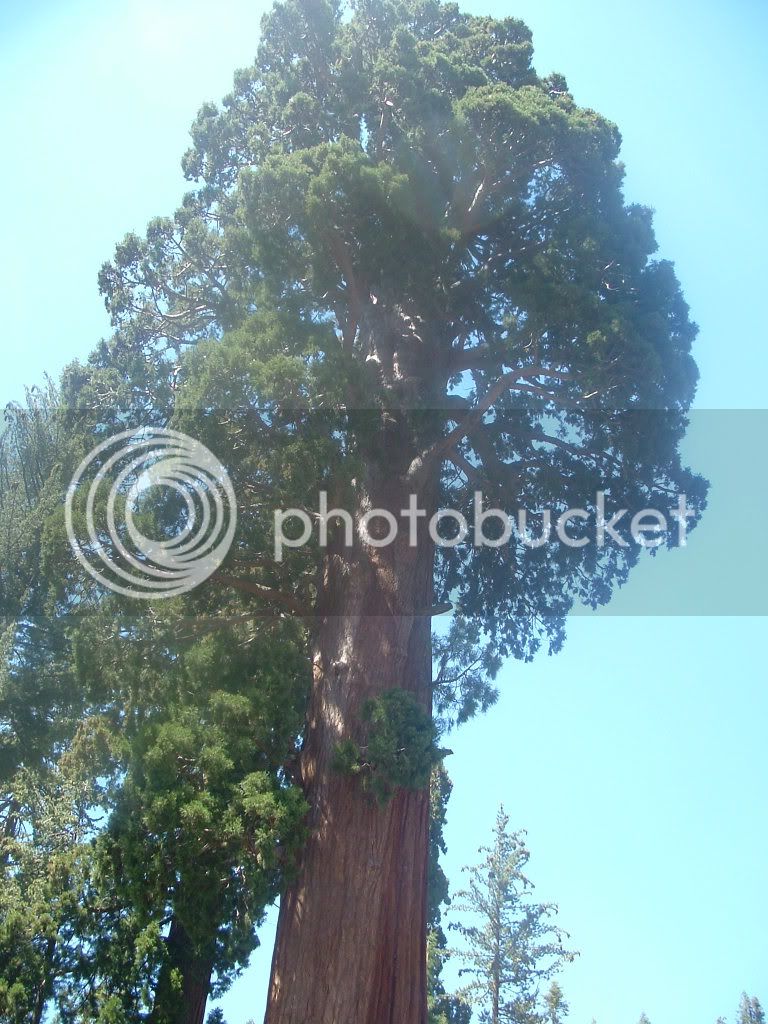 SequoiaNationalPark-June21055.jpg