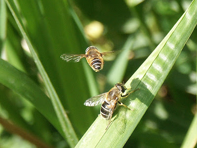 Hoverflies1.jpg