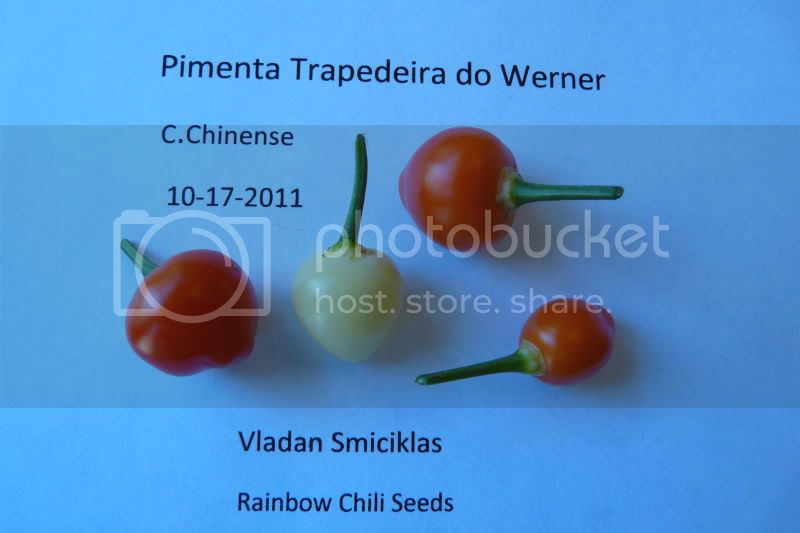 PimentaTrapedeiradoWerner-VladanSmiciklas-rainbowchiliseedsP1050235.jpg