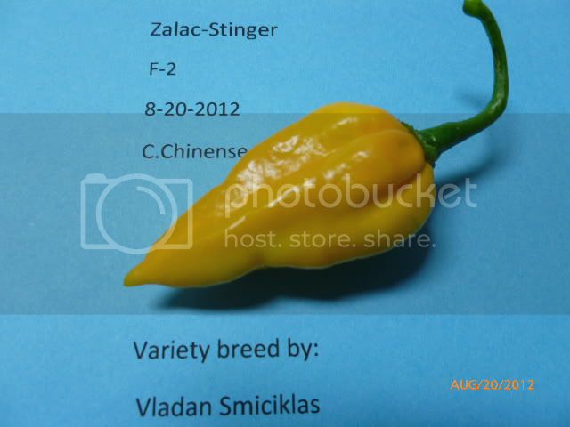 Zalac-StingerF-2-VladanSmiciklas-RainbowChiliSeedsP1010028.jpg