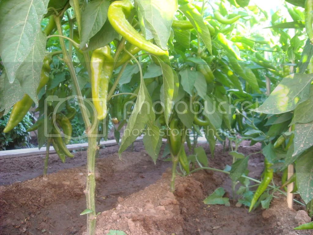 chilies_2.jpg