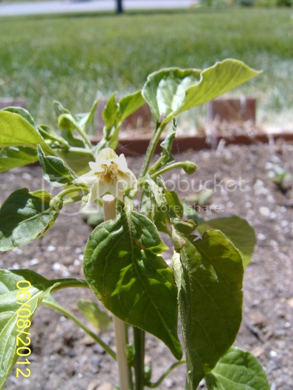 RainForestbloom6-8-12.jpg