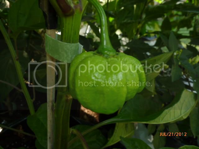 7Pod-VladanSmiciklas-RainbowChiliSeedsP1000458.jpg