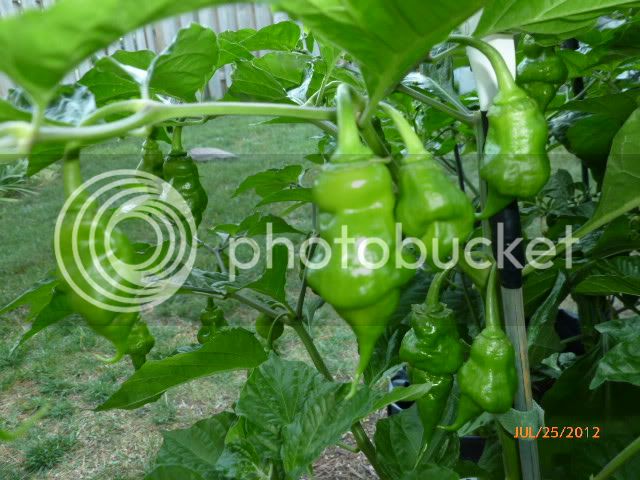 GreenScorpion-VladanSmiciklas-RainbowChiliSeedsP1000499.jpg