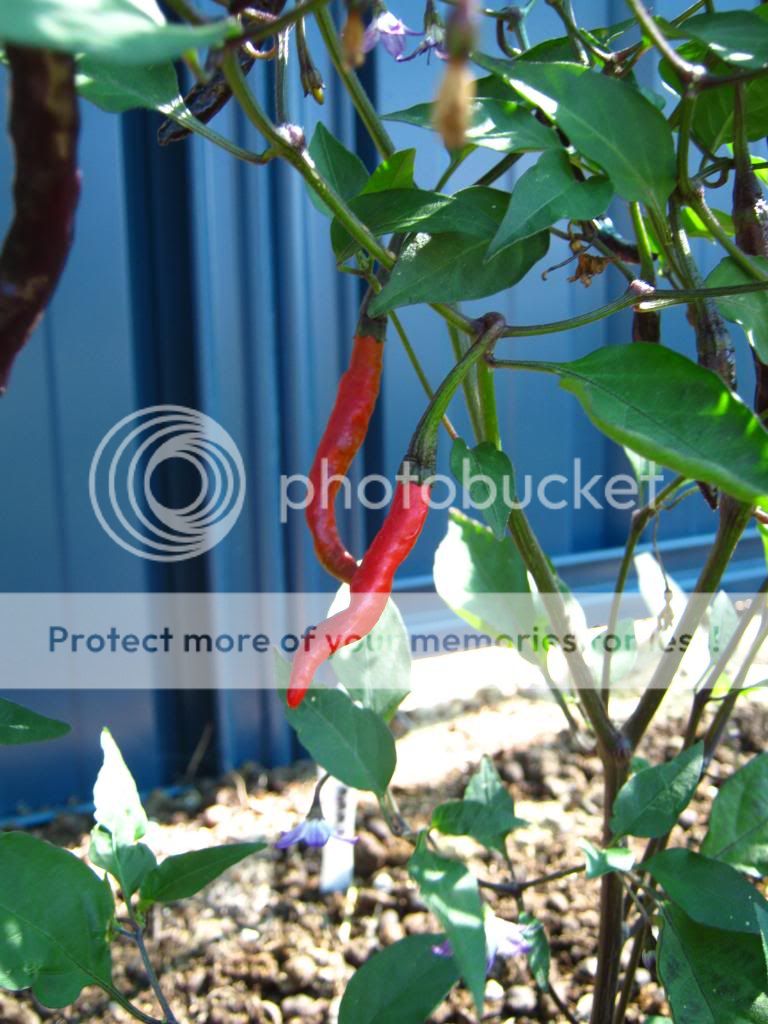 ripe002_zps8ee5974f.jpg