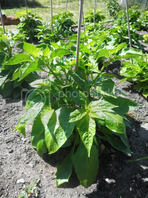 BhutJolokiaChocolatex7potpodYellowf3.jpg