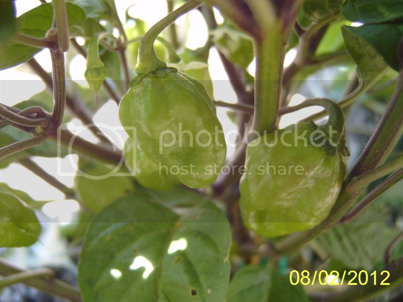 BelizeSweetpods8-2-12.jpg