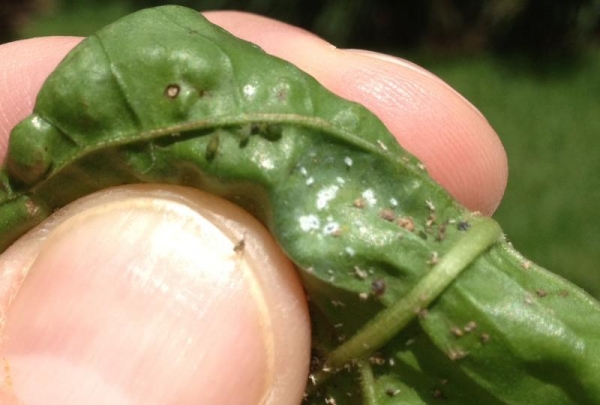 bugs_on_pepper_plants.002.jpg