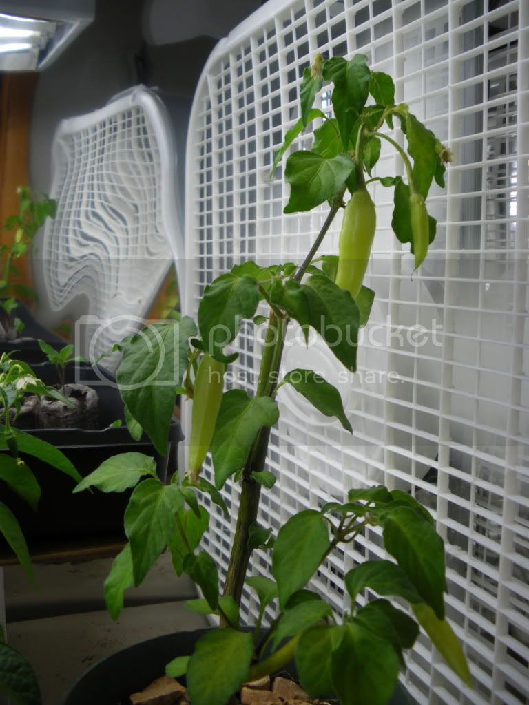 IMGP2515.jpg