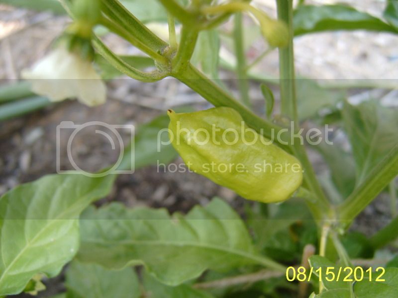 PeachHabaneropod8-15-12.jpg