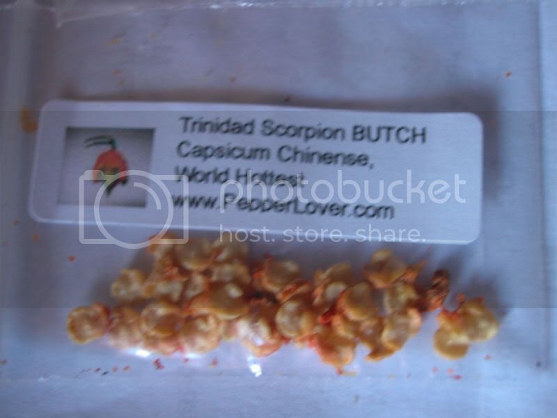 trinidadscorpionbutcht.jpg