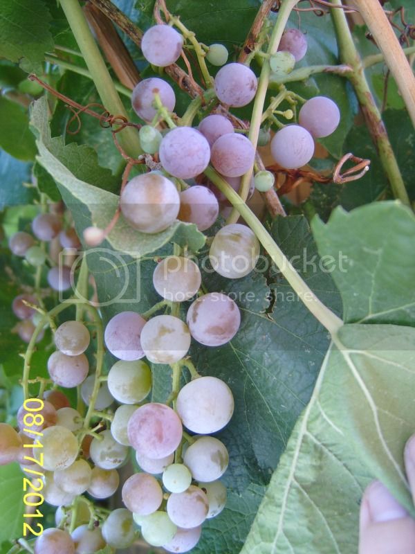 RelianceGrapesripening8-17-12.jpg