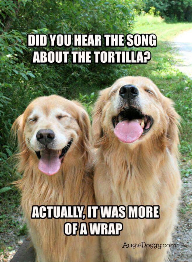 cf4af8488a470a0dda667a76fc51f5a8--funny-corny-jokes-dog-jokes.jpg