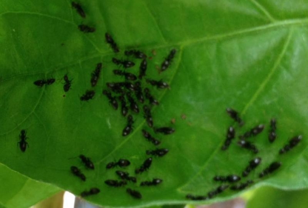 bugs_on_pepper_plants.001.jpg