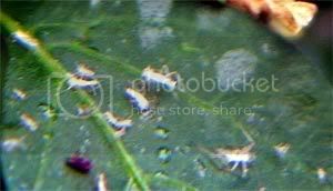 whiteflies.jpg