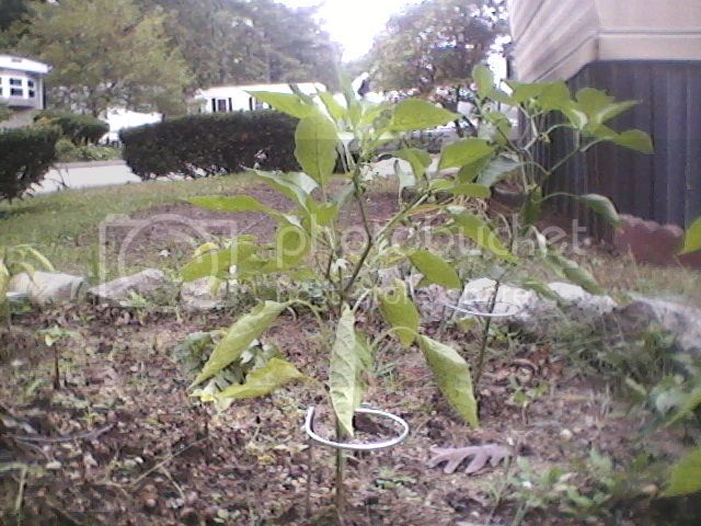 Pepperplantoct20129.jpg