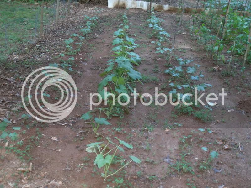 5-30-11OkranSquash.jpg