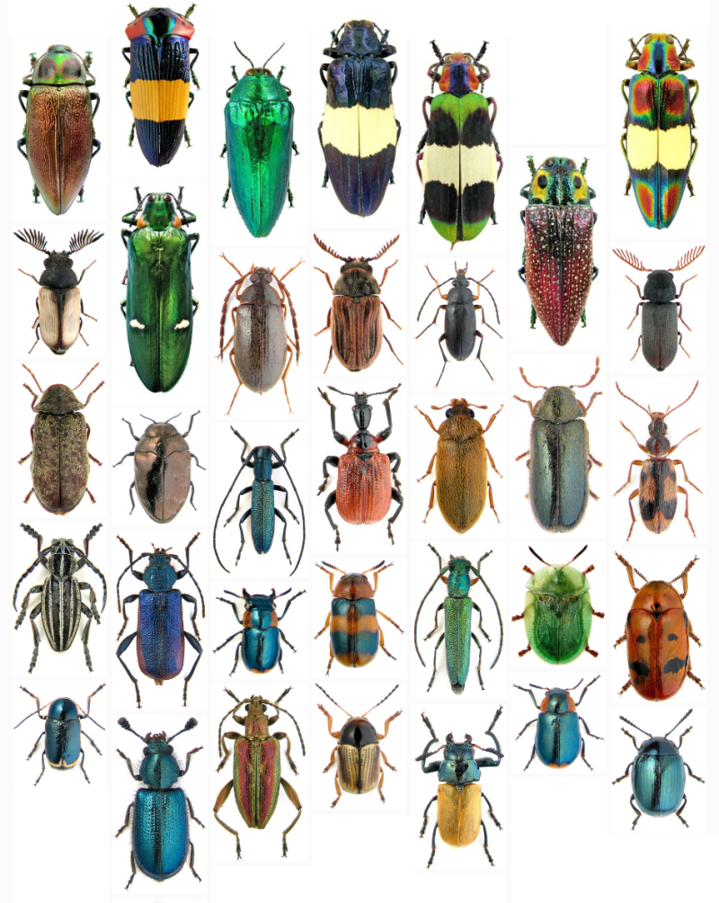 meet-the-beetles-0-1.png