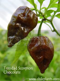 trinidad-scorpion-chocolate-pepper-plants_zpscde60f6e.jpg