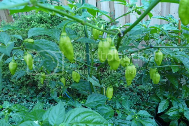 Maribondo-VladanSmiciklas-rainbowchiliseedsP1040708.jpg