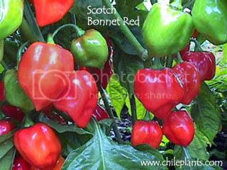 scotch-bonnet-red-pepper-plants_zps7ad94fc1.jpg