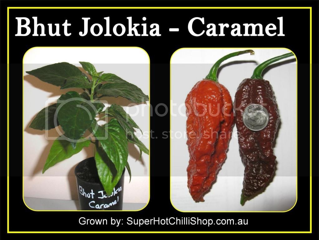 Bhut_Jolokia_caramel_zpsfe234f47.jpg