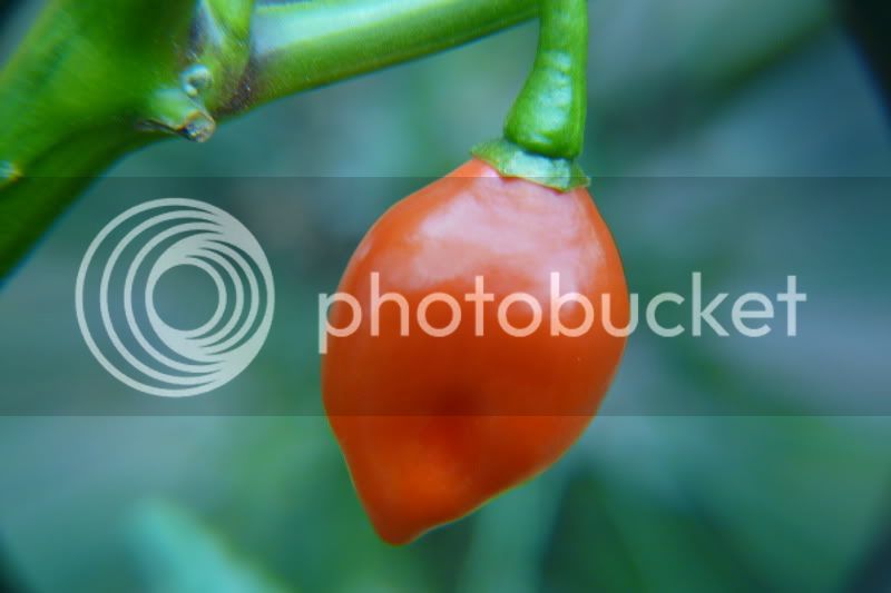 Quintishored-VladanSmiciklas-rainbowchiliseedsP1040744.jpg