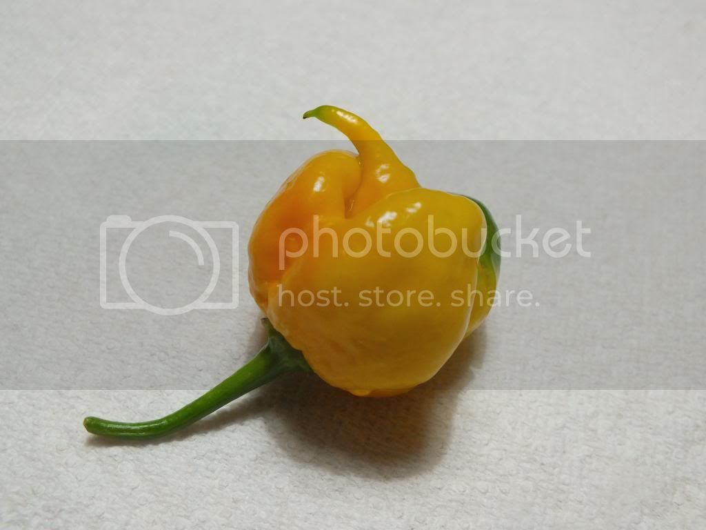 Peppers001.jpg