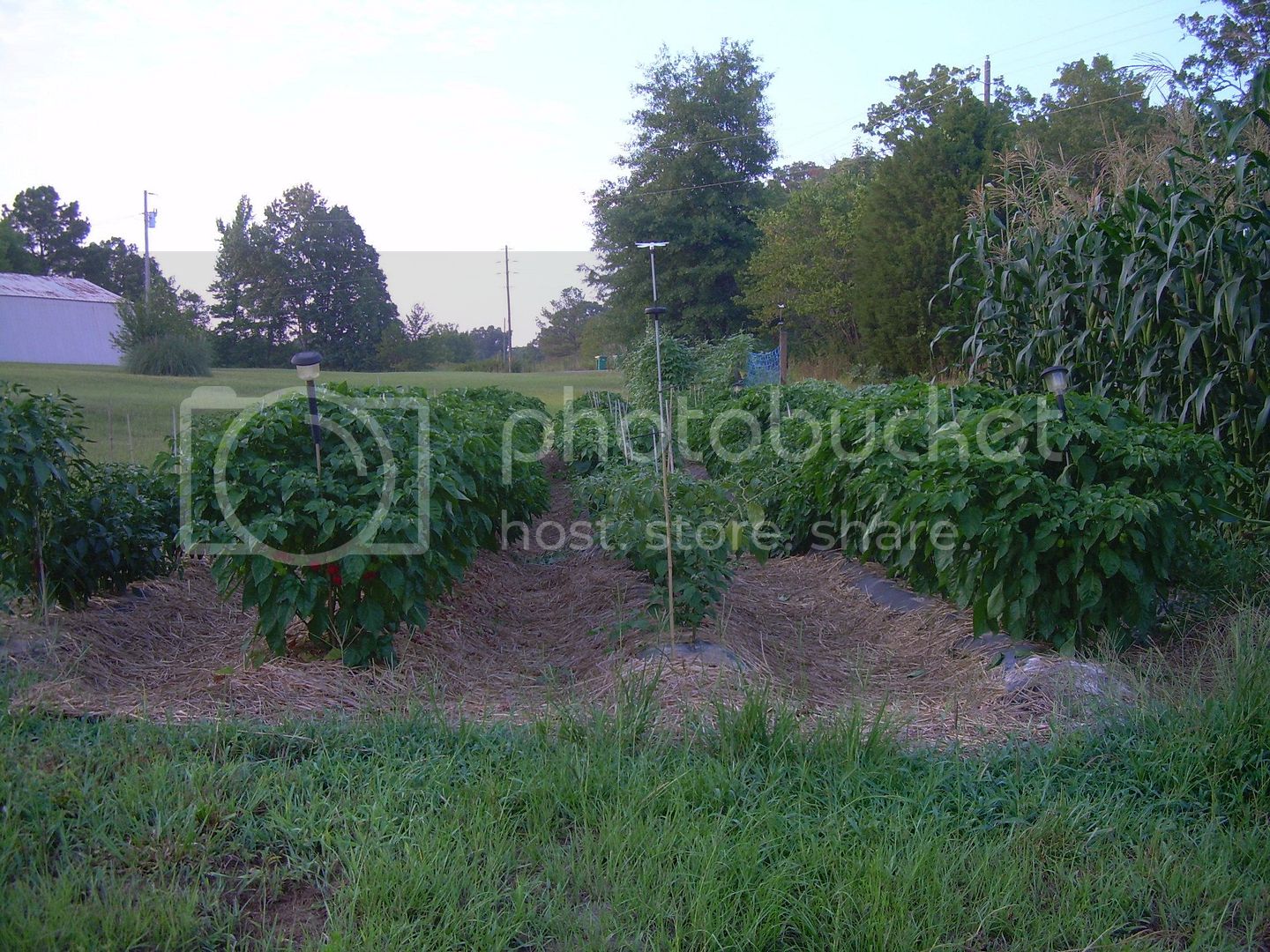 Chilies7-7-12.jpg