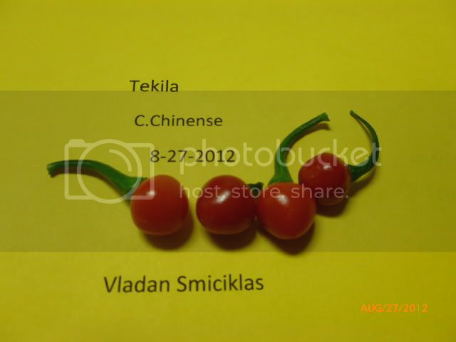 Tekila-VladanSmiciklas-RainbowChiliSeedsP1010123.jpg