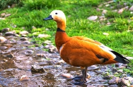 Ruddy-Duck-5-650x425-copy-260x170.jpg