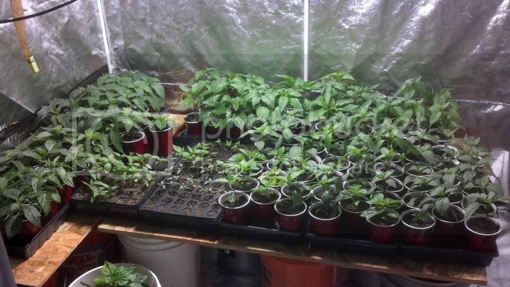 130419Seedlings.jpg