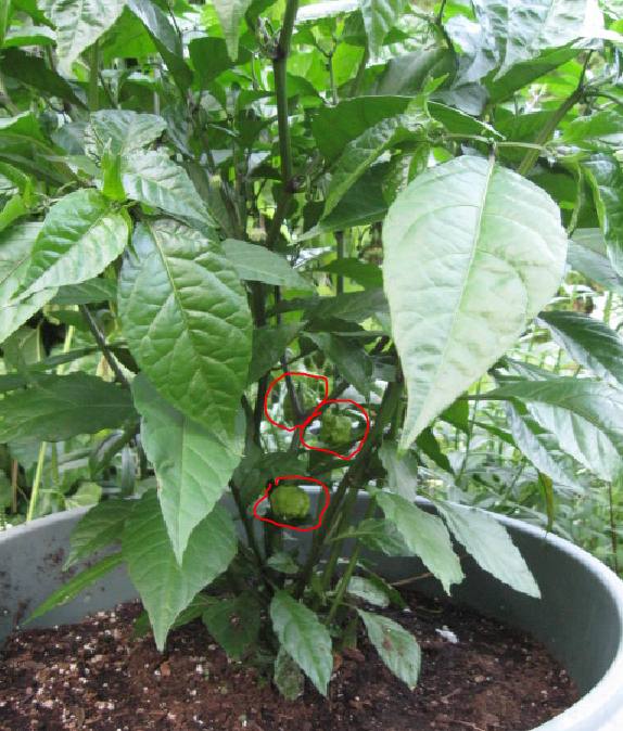 Floricole 2015 Growlog