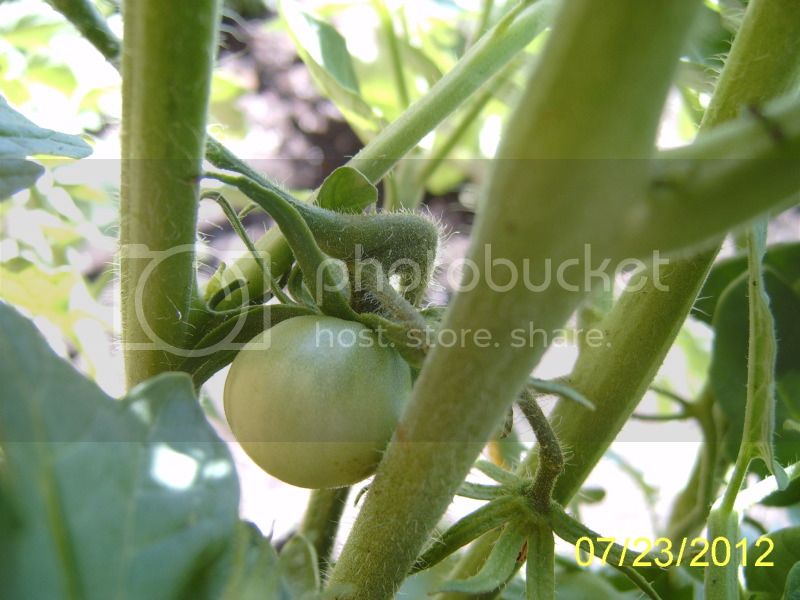 RainysMaltesetomato7-23-12.jpg