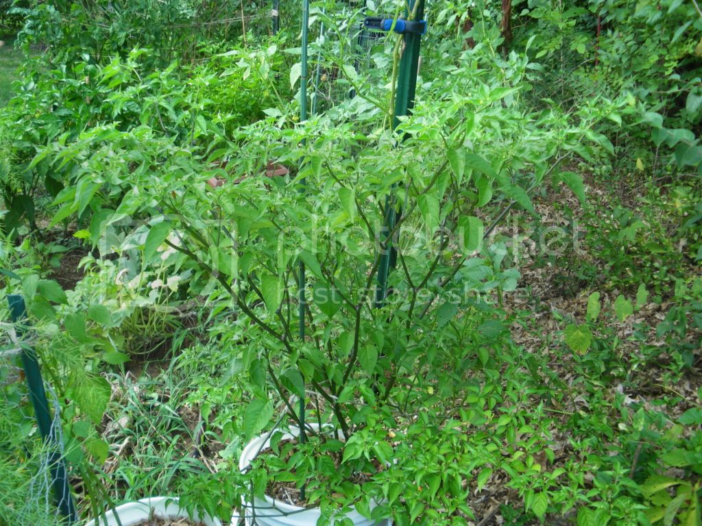IMGP4863.jpg