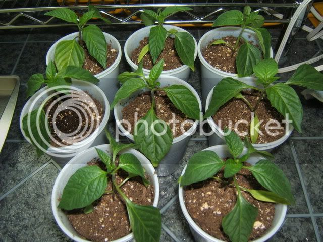 MyGarden2008035.jpg