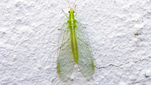 Green-Lacewing.jpg