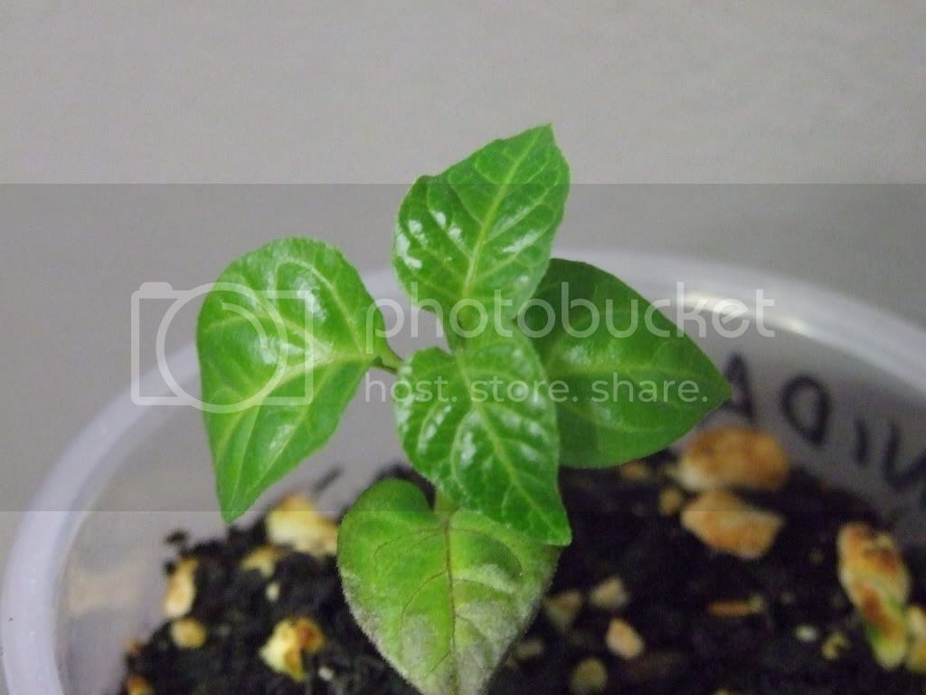 sickseedlings011.jpg