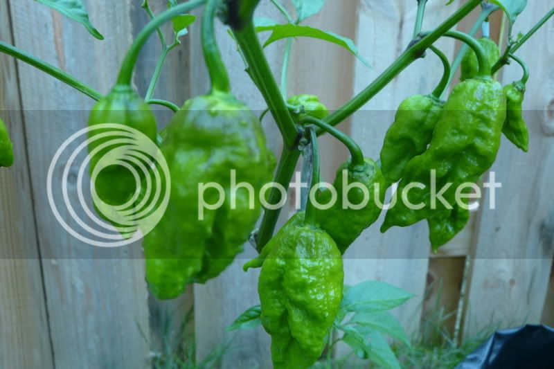 BlackNaga-VladanSmiciklas-rainbowchiliseedsP1040732.jpg