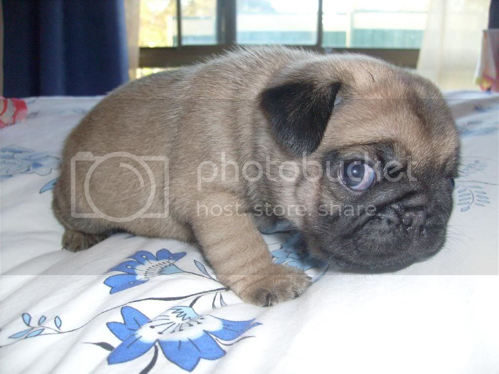 pug-pup_zps1681e820.jpg