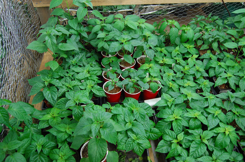 plants1.jpg