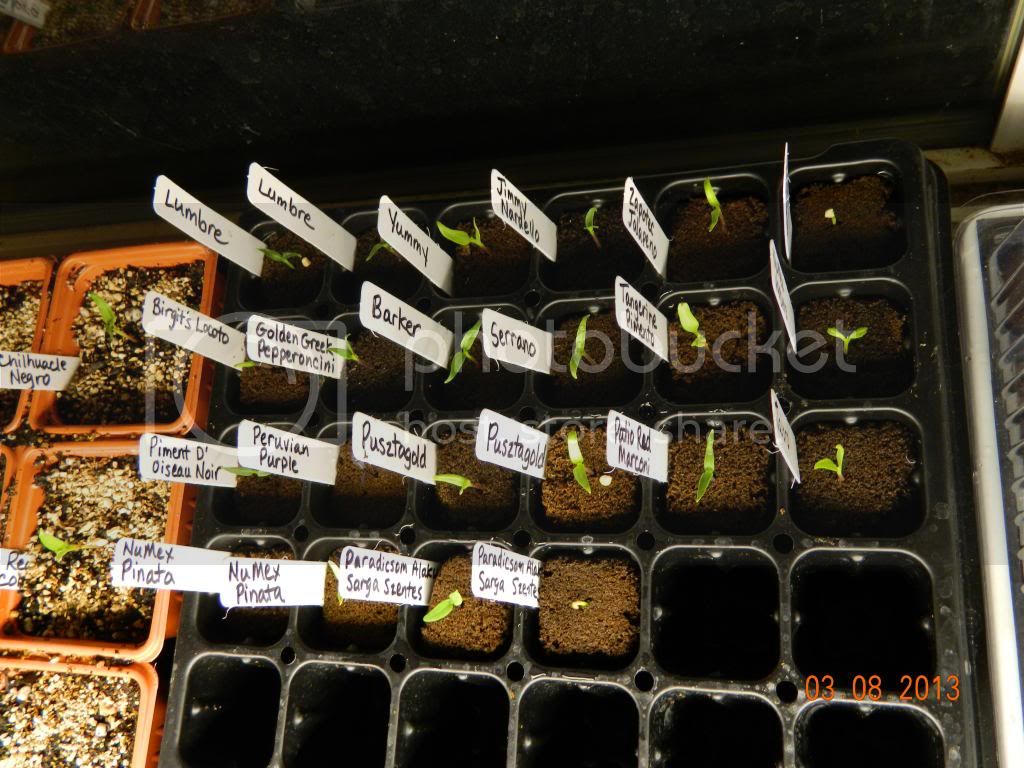 Annuumsprouts3-8-13_zpseca176b8.jpg